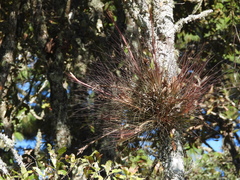Tillandsia juncea