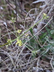 Lomatium caruifolium denticulatum