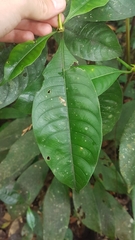 Palicourea violacea