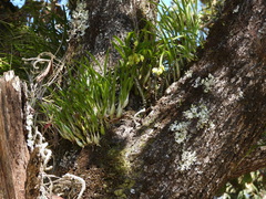 Prosthechea ochracea