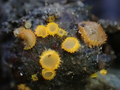 Arachnopeziza aurelia