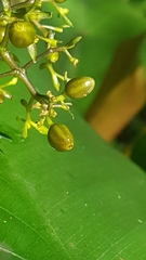 Palicourea violacea