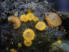 Arachnopeziza aurelia