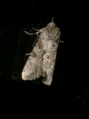 Achatia distincta