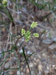 Lomatium caruifolium denticulatum