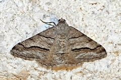 Digrammia pallorata