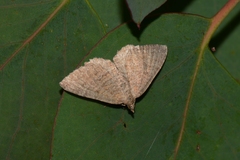 Chrysolarentia orthropis
