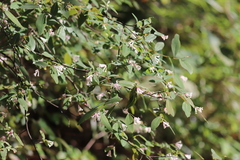 Wikstroemia monnula