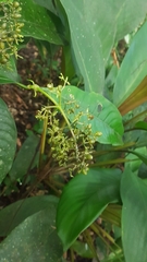Palicourea violacea