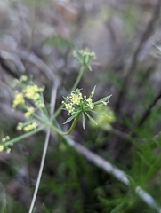 Lomatium caruifolium denticulatum