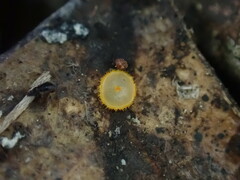 Arachnopeziza aurelia