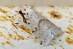 Lymantriinae