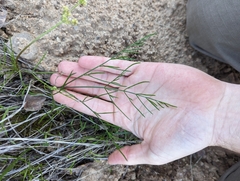 Lomatium caruifolium denticulatum