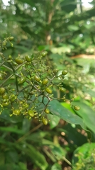 Palicourea violacea