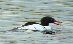 Mergus merganser americanus