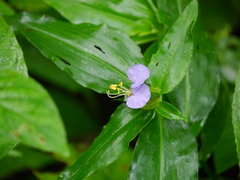 Commelina undulata