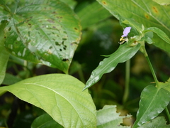 Commelina undulata