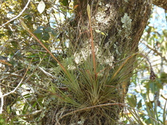 Tillandsia juncea