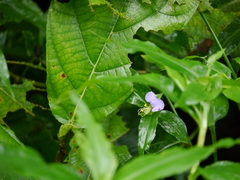 Commelina undulata