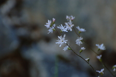 Lithophragma heterophyllum