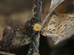 Arachnopeziza aurelia