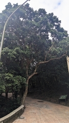 Cryptocarya concinna