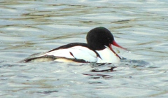 Mergus merganser americanus
