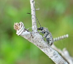 Toxonotus fascicularis