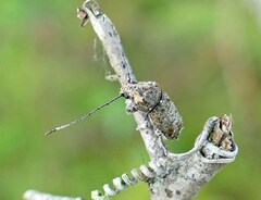Toxonotus fascicularis