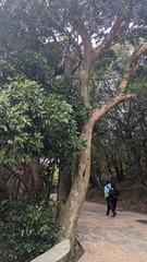 Cryptocarya concinna