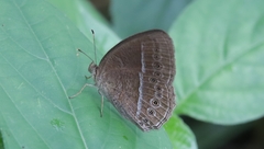 Mycalesis janardana