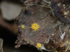 Arachnopeziza aurelia