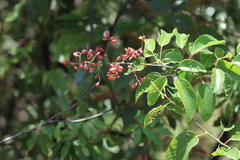 Berchemia polyphylla