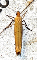 Ypsolopha ochrella