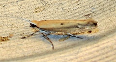 Ypsolopha ochrella