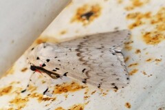 Lymantriinae