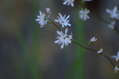 Lithophragma heterophyllum