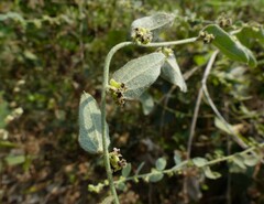 Cocculus hirsutus