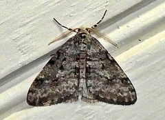 Phigalia strigataria