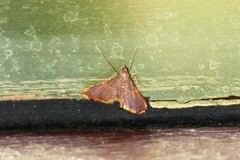 Endotricha mesenterialis