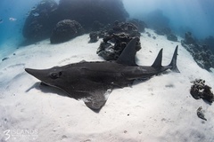 Rhynchobatus australiae