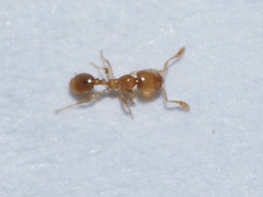 Solenopsis molesta