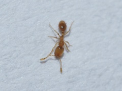 Solenopsis molesta