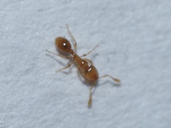 Solenopsis molesta