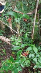 Palicourea longiflora