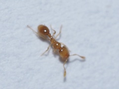 Solenopsis molesta