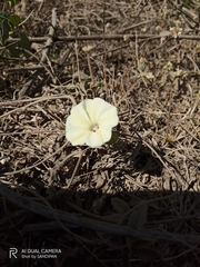 Ipomoea obscura
