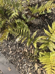 Dryopteris erythrosora