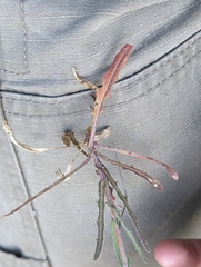 Thysanocarpus curvipes