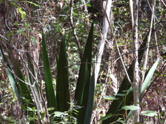 Furcraea